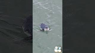 Blue penguin in Dunedin harbour #animals #fishing #penguin #swimming #nature #beautiful #foryou