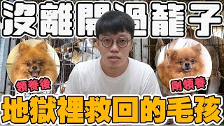 【胡椒】領養地獄救回來的毛小孩！從沒離開過籠子... 領養後變成調皮快樂小狗！