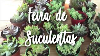 Feira de Suculentas na Floricultura R&R Flores