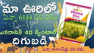 Penna-6144 Hybrid Paddy Farming | ఎకరాకు 40క్వి పెన్నా హైబ్రిడ్ దొడ్డు వరి రకం | #penna6144paddy