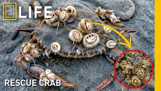 Saving crabs from barnacle Infestation | Animal rescue compilation