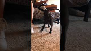 Puppy attack #fypシ #shortsvideo #ytviral #fypviralシ #fup #funny #failarmy #youtubeshort #yt #ytshort