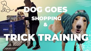 DOG GOES SHOPPING AT PETSMART & Learns to Push a Shopping Cart | Trick Dog Training