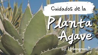 Cuidados del Agave 🍃 Todo lo que necesitas saber de esta resistente y hermosa planta🍃