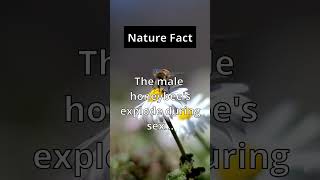 Nature Fact: 🐝💥 Talk about going out with a bang. #shorts #nature #bees #facts