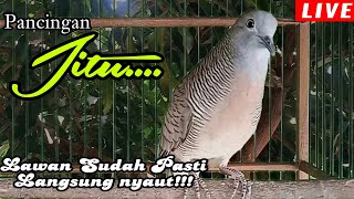 PANCINGAN PERKUTUT LOKAL  // SUARA PANCINGAN JITU BIKIN LAWAN PASTI AUTO LANGSUNG NYAUT BUNYI !!