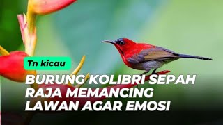 Burung kolibri sepah raja memancing lawan agar emosi