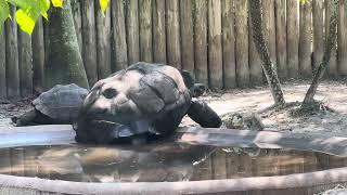 Galápagos tortoises are the largest tortoises in the world, weighing up to 900 pounds (408 kg).