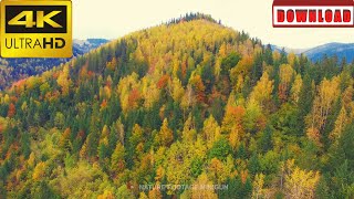 🎁4K Drone Carpathian mountains Ukraine Europe autumn mountains peak forests | DAILY NATURE FOOTAGE