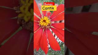 Bunga Paling Cantik #shortfeed #viralvideo #shortsvideo #Shorts #bungacantik