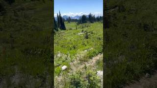 Mt Rainier (July 2023) #nature #outdoors #anime #mtrainier #mountains #hiking