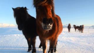 Iceland Horses in Winter 2015