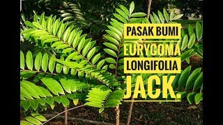 Pasak Bumi atau Tongkat Ali  alias Eurycoma longifolia Jack, Tanaman Sumber Afrodisiak