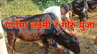 Laxmi And Goru Puja In The Village || Tihar 2081||