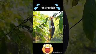 flying fish#flyingfish#wildlife#nature#viral#shorts#trending