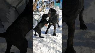 Щенок лабрадора любит обнимашки. /Labrador puppy loves hugs.#shorts