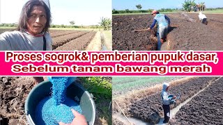 proses sogrok& penaburan pupuk dasar,sebelum tanam bawang merah,di bulan 5