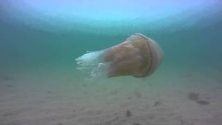 Giant Barrel Jellyfish in Newquay