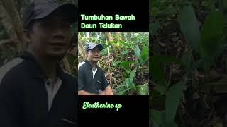 MENGENAL JENIS TUMBUHAN BAWAH DAUN TEMUKAN Eleutherine sp