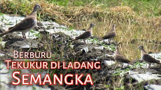 Ladang semangka spot tekukur terbaik