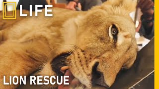 Rescuing lions from danger and giving them a second chance at life | Animal rescue compilation