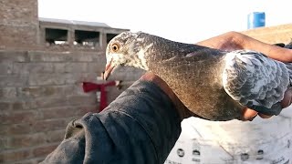 China Chapra Baccha Aaj Udaya Hua Hai #MAsadBirds #Pigeon #Kabutar