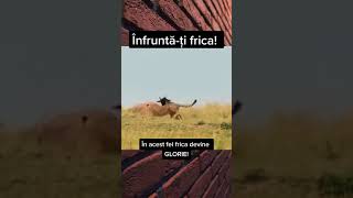 INFRUNTĂ-ȚI FRICA!🔥