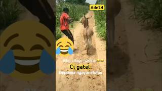 #senegal #animals #drole #funny