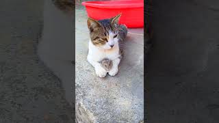 #shorts #ytshorts #cat #catlovers #viral #viralvideoshorts @katelyubaraj972