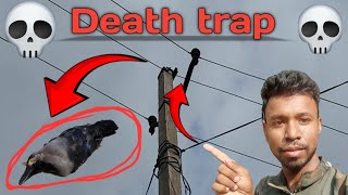 Death Trap for birds