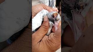 kabootar k hadde ki medicine💊#shorts #viral #pigeon #nafeespigeon