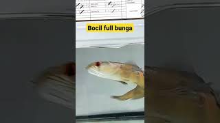 maru bocil bungan nya full. . Juara‼️ #channa  #yellowsentarum #shorts