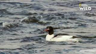 Le Grand Harle, pêcheur hors pair des rivières