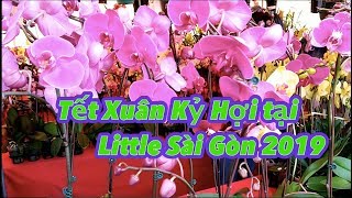 Chợ Hoa Tết Kỷ Hợi ở Phước Lộc Thọ 2019 (Lunar New Year 2019) - [Tập #194]