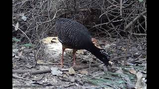 mutum de penacho (curassow of plume)