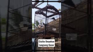 Jackpot! Beli Cililin Omyokan Langsung Gacor