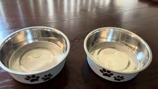 Review of Bella Bowls - Dog Food Water Bowl No Tip Stainless Steel Pet Bowl