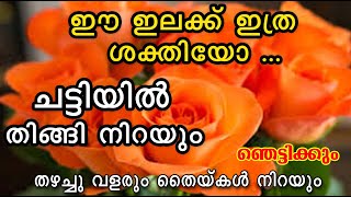 ഈ ഇല ഉണ്ടോ? ഒരു തവണ ചെയുതു നോക്ക് /flowering tips/pesticide /poppy vlogs