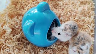 Curious Roborovski Hamster