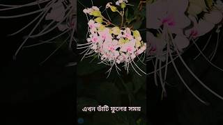 ভাটি ফুল #shorts #nature #video