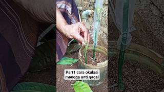 part1 cara okulasi mangga#berkebun #pertanian #berkebundirumah #lebah #madu