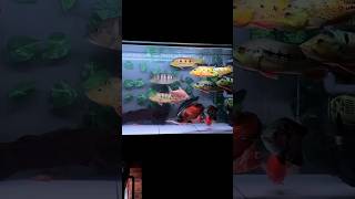 monster fish tank cleaning#fish #cleaning #shorts