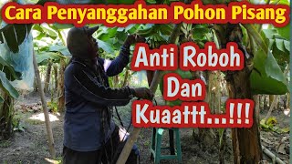 Cara Penyanggahan Pohon Pisang Agar Tidak Roboh