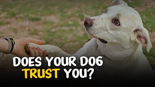 🐾 10 Signs Your Dog Trusts You🐾