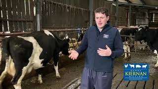 Body condition score & dry cow nutrition