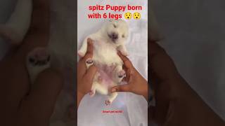 Spitz puppy born with 6 legs 😯😯ll Unbelievable 😱