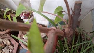 Bonsai - Bougainvillea Wiring 2