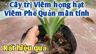 Bài thuốc trị Viêm họng hạt, Viêm Phế Quản mãn tính. PHAN HẢI Vlog