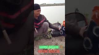 BANDENG DIGENTAK ‼️ JANTUNG BERDETAK