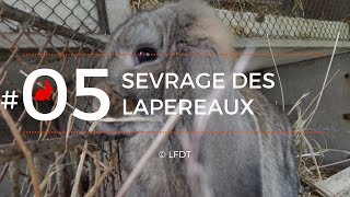 SEVRAGES DES LAPEREAUX │LFDT #05